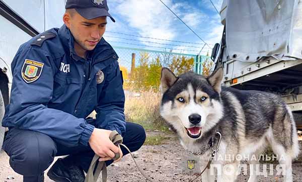 Поліція допомогла повернути собаку-призера численних змагань і конкурсів травмованому в ДТП господарю