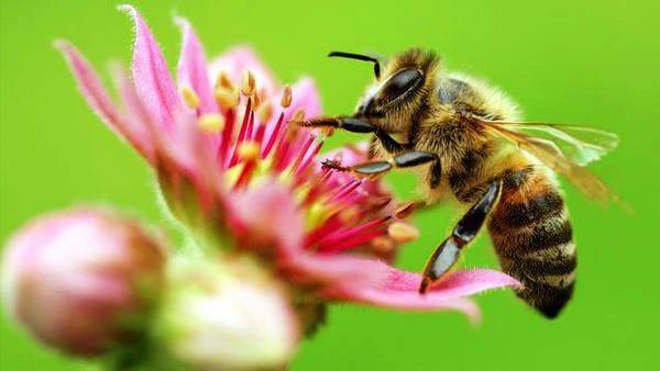 Нехай  бринить  бджола  на  кожній  квітці! 