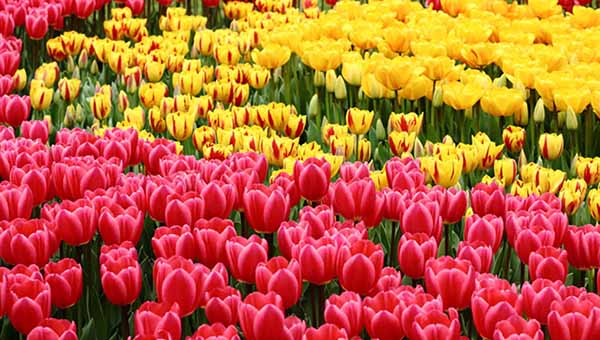 Названо топ-3 місця в Україні, де можна насолодитися весняним цвітінням