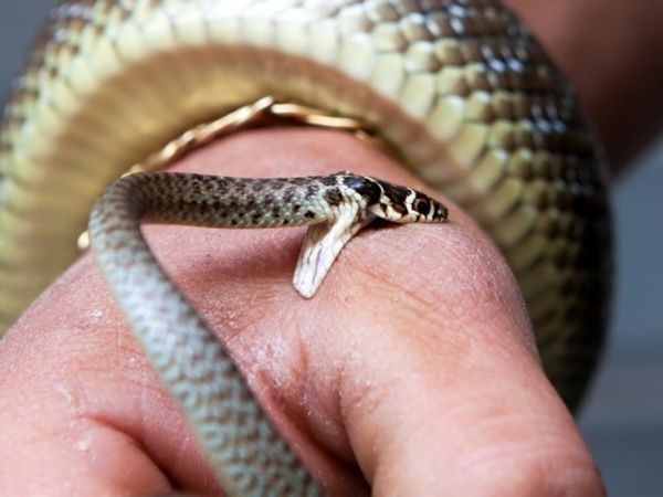 На Лубенщині змія укусила неповнолітнього хлопця