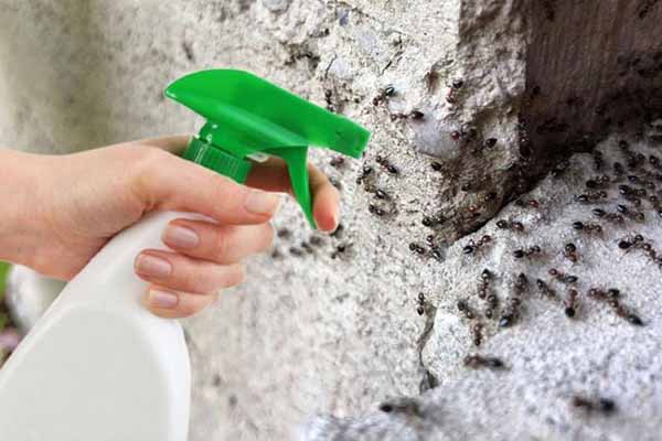 Як позбутися мурах на подвір`ї