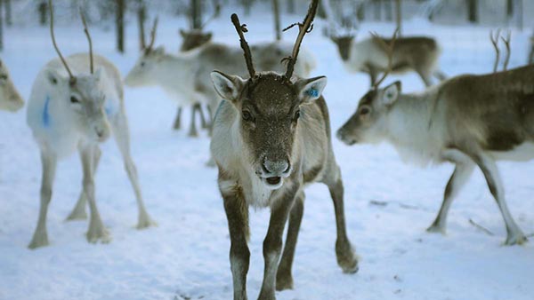 Температурний рекорд зафіксували у Лапландії, на батьківщині Санта-Клауса