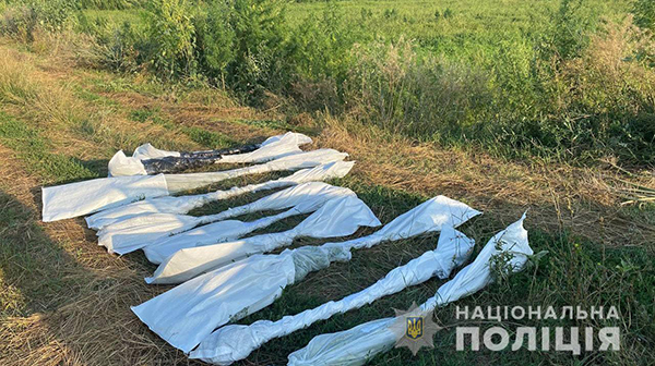 Більше ніж 200 тисяч наркомістких рослин виявлено на полях Новооржицької громади