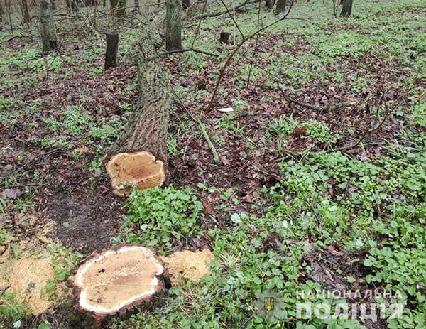 На Лубенщині поліція повідомила чоловікові про підозру у незаконній порубці дерев