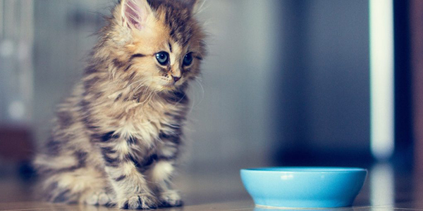 Чим годувати кота для схуднення?