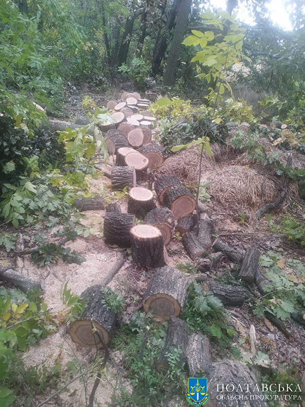 Незаконна порубка дерев на Лубенщині в Хорольській ОТГ
