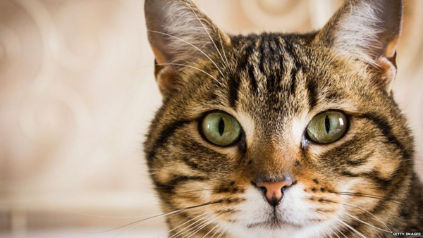 Засоби що видаляють запах котячої сечі