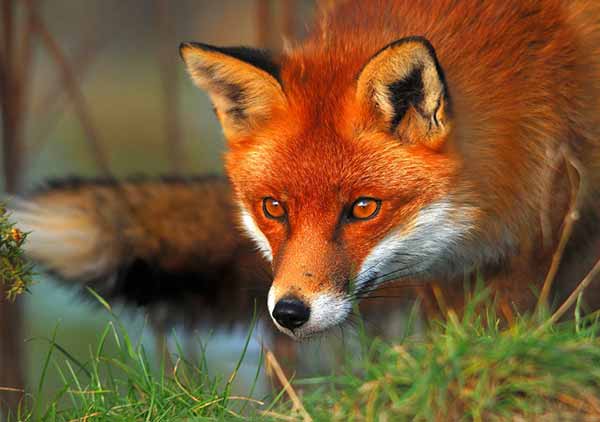 У Гребінківській громаді відновлюють штучне регулювання кількості червоних лисиць