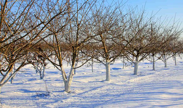  Захист садових дерев взимку! 