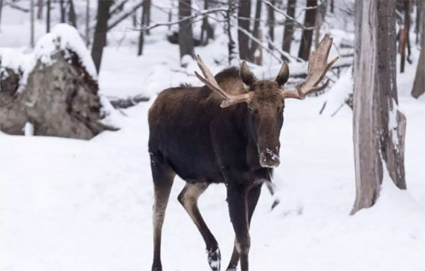 На Полтавщині браконьєри убили лося, який занесений до Червоної книги