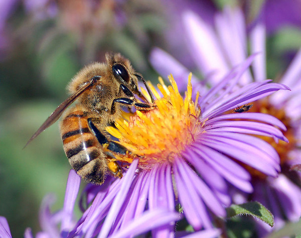20 травня - Всесвітній день бджіл. 