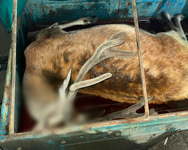 Виявили вбитого оленя: поліція відкрила кримінальне провадження
