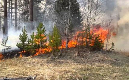 Надзвичайно важливо! Лісівники Полтавщини попереджають про відповідальність за порушення правил пожежної безпеки у лісі