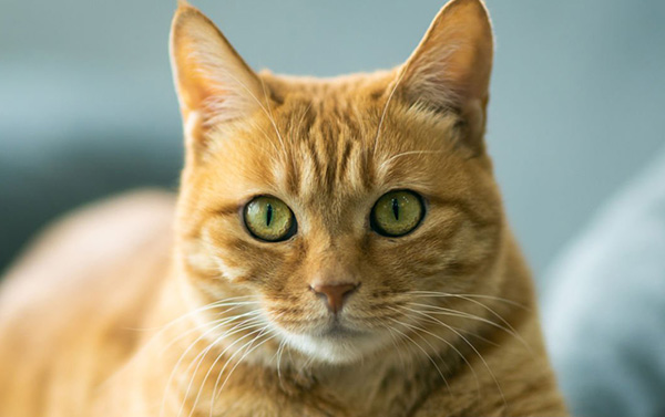 Коти в Лубнах визнані частиною екосистеми міста