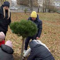 Висадили дерева для краси