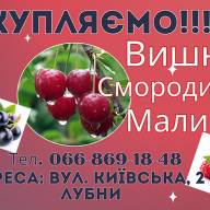 Дорого куплю вишні!