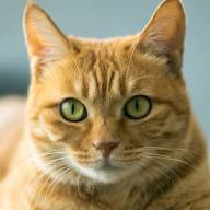 Коти в Лубнах визнані частиною екосистеми міста