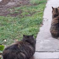 Спостереження вчителя Новаківської гімназії