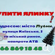 Ялинки в Лубнах!