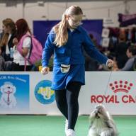 Учасниця виставки собак - лубенка 