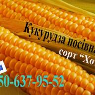 Кукурудза посівна